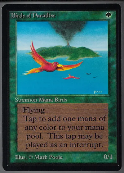 Birds Of Paradise
